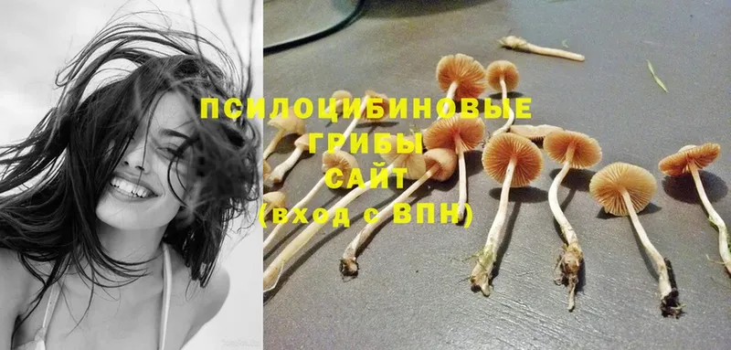 Псилоцибиновые грибы Psilocybine cubensis  где продают   Глазов 